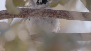 エナガ 休憩 Long tailed Tit 3月中旬 信越の高原 野鳥4K 空屋根FILMS#896