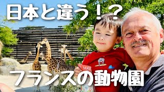 じぃじとばぁばとフランスの動物園へ日本といる動物は一緒？どんな動物がいるかな！？｜国際結婚｜国際カップル｜子育て｜フランス人｜バイリンガル｜赤ちゃん｜子供のいる暮らし｜ハーフ｜