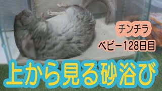 【チンチラ】上から砂浴び見てみたら #Shorts