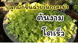 💥วิธีปลูกผักขึ้นฉ่ายในกะละมังให้ตันงามและโตเร็ว