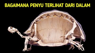 Kura-kura Tidak Bisa Keluar dari Cangkangnya + 200 Fakta Acak