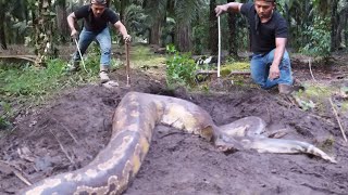 The Biggest Snake Monster Appears The Black Land Response Ruler  
