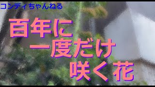 コンディちゃんねる☆「百年に一度だけ咲く花」を観てきた