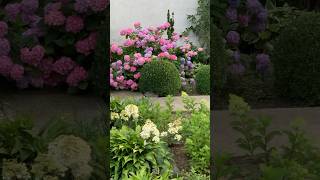 #hydrangeas #beautiful #hortensia #garden #flower #гортензия #paniculata #macrophylla #hydrangea