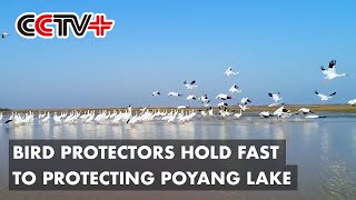 Bird Protectors Hold Fast to Protecting Jiangxi's Poyang Lake, Habitat for Migratory Birds