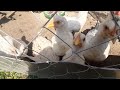 102 дня от 🐣🐤🐥🐥🐤🐣