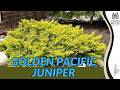 Golden Pacific Juniper (Juniperus conferta ‘Allgold’): Bright Golden Evergreen Groundcover Profile