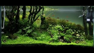 Aquascape -Cal Aqua Labs- ADA 90p - \