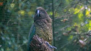 KEA / A Beautiful New Zealand Bird