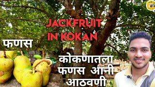 कोकणातला फणस Jackfruit Cutting Style In Kokan भरखा रसाळ फणस कोकणातला कोंकण