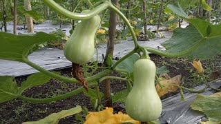 Pemangkasan cabang & pohon labu madu agar labu besar