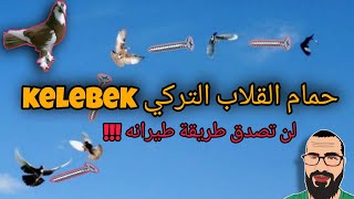 حمام القلاب التركي kelebek pigeon ، لن تصدق طريقة طيرانه !!!