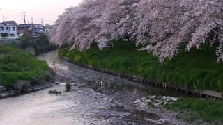 2017/4/14　岩倉市の五条川を流れる桜の花筏-4