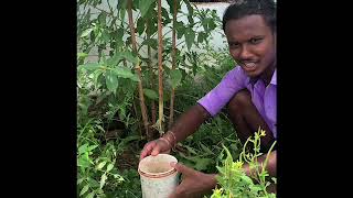 Tips To Remove Unwanted Trees In Agri Land/கலைகளை அகற்றுவதற்கான வழி