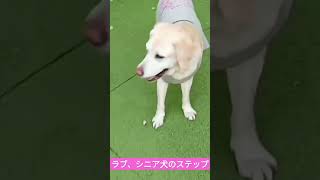 シニア犬とは思えない動きはこちらww🐕 #ラブラドールレトリーバー #犬 #dog #shorts #short