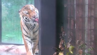 【アムールトラ】お肉を待ちながらファンサービするトート　円山動物園