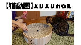 【猫動画】大人気！バリバリボウルを使ってみた