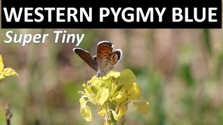 Smallest Butterfly in North America - Western Pygmy Blue