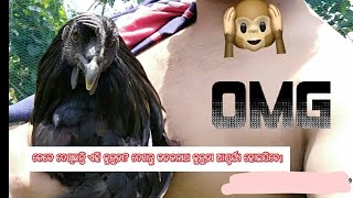 Kadaknath chicken farming in Odisha, India for more information please call us 9583489097/9583977724