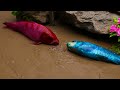 stop motion asmr epic koi fish battle for golden eggs colorful u0026 primitive cooking experiment