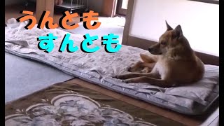 家の中では無表情な犬 名前を呼んでもしらんぷり🐶