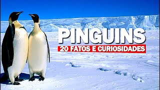 PINGUINS! 20 FATOS E CURIOSIDADES SOBRE ESTE AGRADÁVEL ANIMAL! 🐧