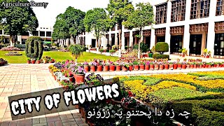 Pashto whatsapp status | motivational Poetry status | city of flowers Peshawar | university