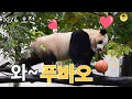 10월 6일 푸바오 실시간 영상, 선수핑서 놀라운 푸바오의 먹방 신기술이..?!