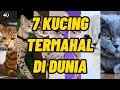 7 jenis kucing termahal di dunia | just 4u know