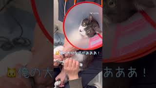 A cat gets mad when his nails are clipped, which he hates! In the end, he climbs up like an eel [...