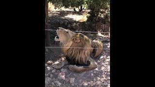 lion is very 😬safari#short #animals