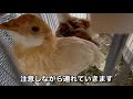 １羽のニワトリが突然の事故に遭ってしまいました【ひよこ飼育】　 11