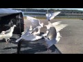 100 white doves