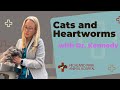 Decoding Cat Heartworm with Dr. Kennedy