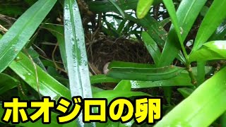 ホオジロの卵とツバメの卵　bunting    6月19日　6月20日　#野鳥 #ホオジロ #ツバメ