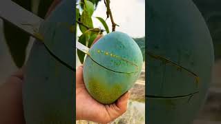 আমের মৌসুম চলছে বন্ধুরা 🥰😋 #আম #food #trending #shortsviral #fruit #mango #lunch #love