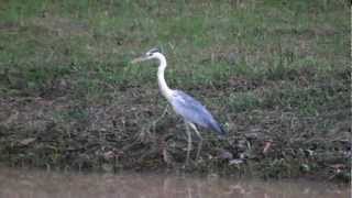 シンガポールで見られる鳥　カエルにびっくりするアオサギ　Grey Heron