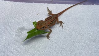 鬆獅蜥食菜：bearded dragon eating vegetables