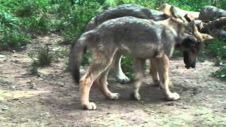 夕方のオオカミ一家　じゃれたり遊んだり　Eestern timber wolf