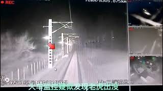 A train almost hit a Siberian tiger in Heilongjiang province. NE China