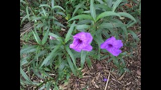 RU522 - Mexican Petunia - Ruellia Simplex - Purple Flowers