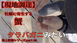 釣ガチ海上釣堀シリーズPart 68 現地にいた新種のカニ？とイワシをエサにして釣りしてみたら〇〇だった!!