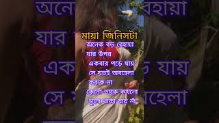 মায়া জিনিসটাঅনেক বড় বেহায়া ,/#video #sad #viral #shorts