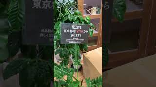 新宿の京王デパート🏬の上にある植物のお店　早くこの植物がお迎えできるようになりたいです！