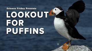 Lookout For Puffins: How Puffins Act as Sentinels for Climate Change in Maine.