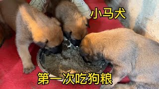 27天小马犬第一次吃狗粮，没想到很爱吃，一口一口停不下来