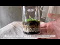 diy 미니이끼테라리움 만들기 terrariumdiy