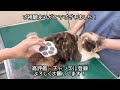 短毛種用ブラッシングで自らとろける猫モナカ【猫の換毛期】