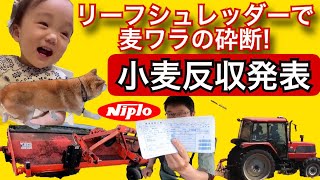 リーフシュレッダーで【麦ワラ砕断!】小麦の反収発表！