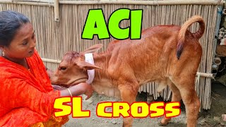 aci ag sl cross jumbo 20 | শাহিওয়াল গরু